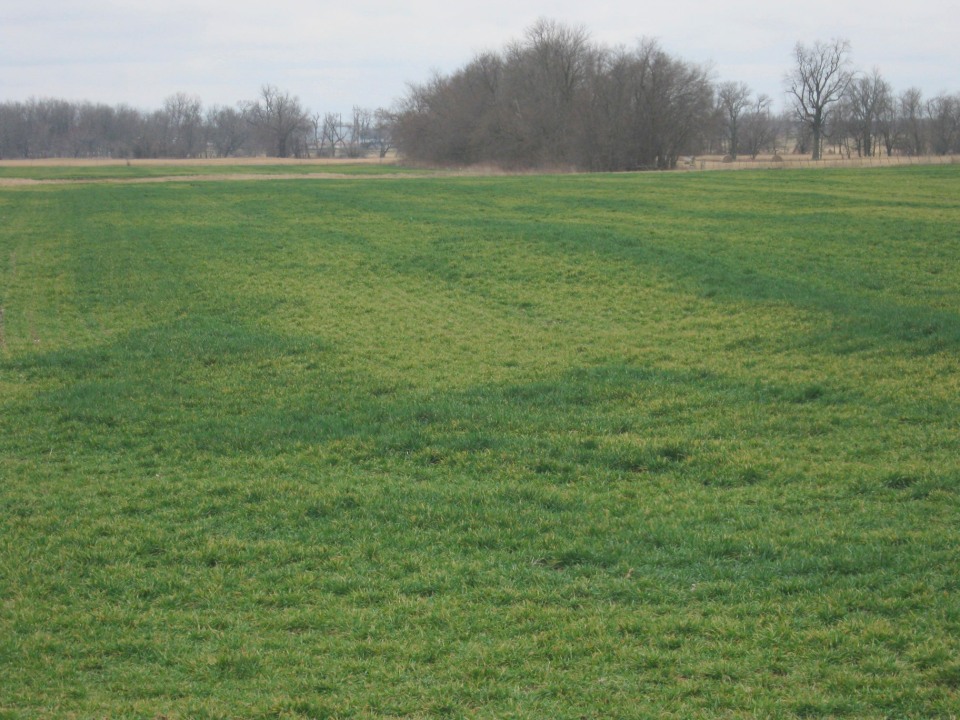 Yellowing is a common reaction to light freeze injury. Wheat will recover quickly from this injury.