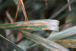 Bacterial streak lesions on leaves initially appear water-soaked but become elongated dead bands and streaks as time proceeds.