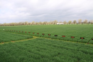 OSU wheat variety testing locations cover Oklahoma from Afton to Altus and McLoud to Keyes. The Kingfisher location shown in this picture, also includes Dr. Carver's elite nursery of advanced experimental lines