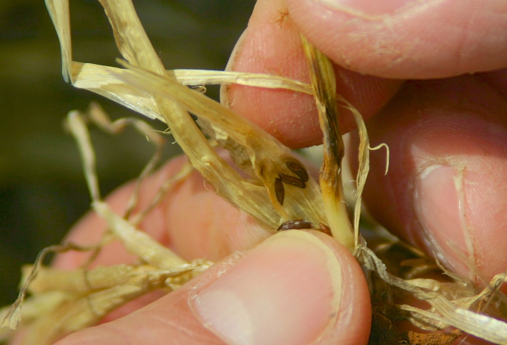 Mature Hessian fly larvae are brown in color and often referred to as flaxseed. Tillers with larvae will not recover and will eventually die and slough off.