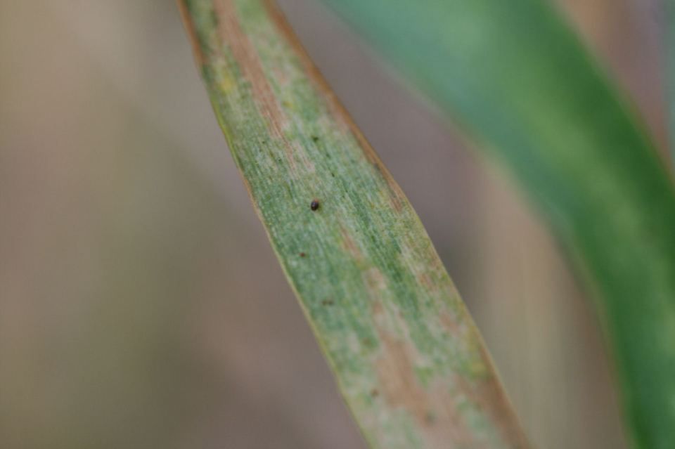 Brown wheat mites are about the size of a period at the end of a sentence and can be difficult to see with the naked eye. 