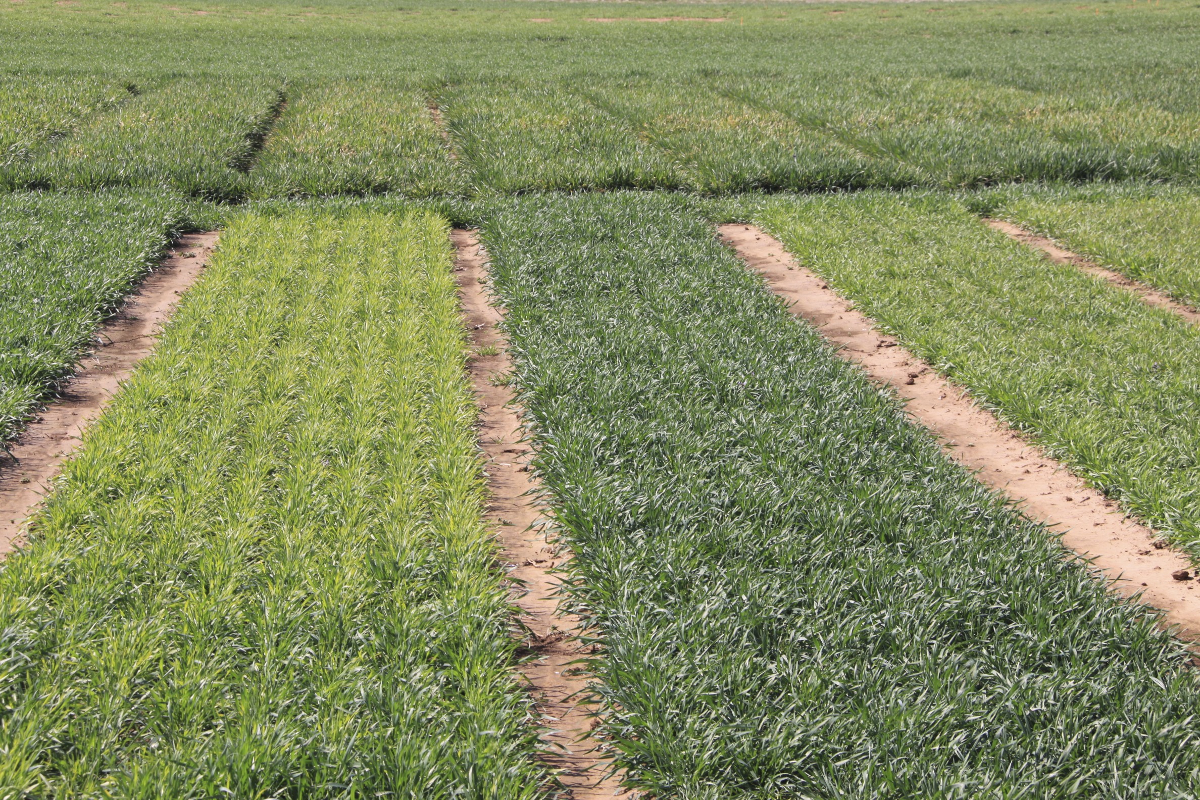 Wheat soilborne mosaic virus can cause yellowing in the spring in susceptible varieties such as the one on the left.