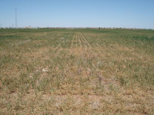 Altus Area Wheat-April 2014 003