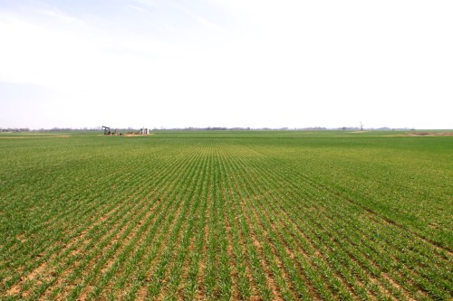Injury, such as the bronzed areas in the picture above, was the result of brown wheat mite and/or winter grain mite infestations in late winter.