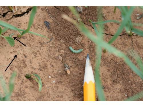 Fall armyworms are generally most active early in the morning or late in the evening. Spray when 2-3 armyworms per linear foot of row are present.