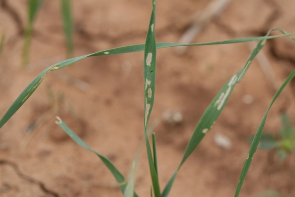 Fall armyworm damage is characterized by window panning on wheat leaves. Injury can sometimes be greater in field margins as armyworms sometimes move in from adjacent road ditches or weedy areas.