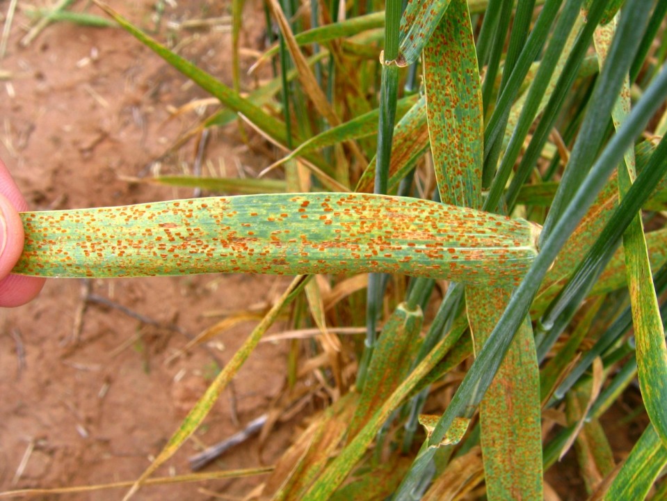 Wheat leaf rust