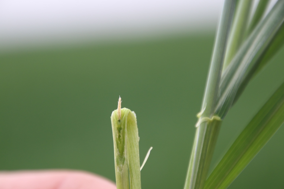 A closeup of the damaged wheat head from the picture above