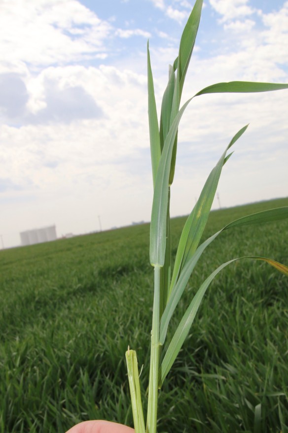 Plants that look healthy on the exterior could contain damaged wheat heads