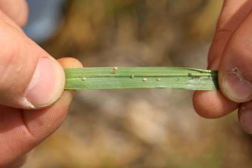 Parasitic wasps were keeping greenbug populations under control in this field