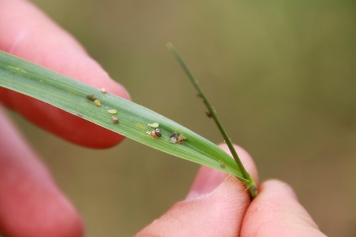 Active and parasitized greenbugs on the same plant 