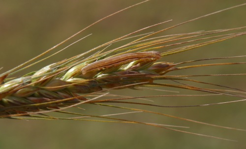 Wheat head armyworm