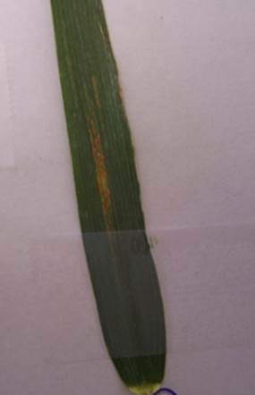 Active spore stage of stripe rust